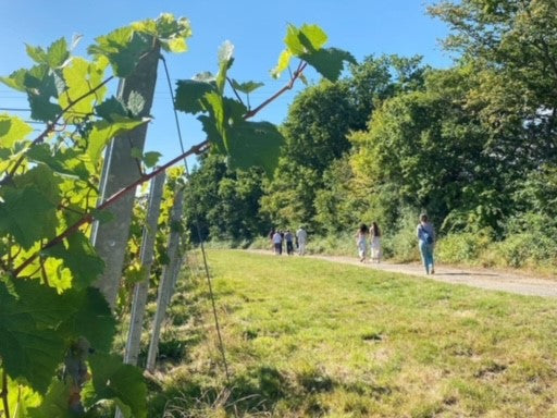 Vineyard Tour & Tasting